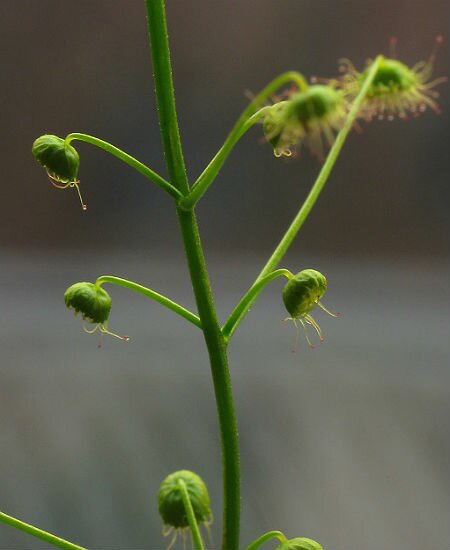 Drosera hirsuta 'Mogumber, WA'