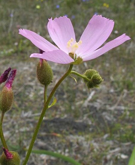 Drosera neesii ssp. neesii 'Esperance, WA'