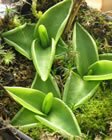 Butterworts